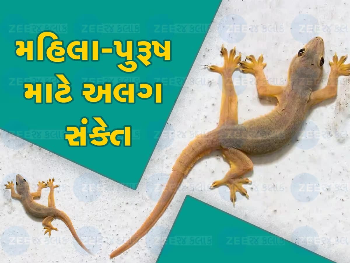 જાણો ક્યારે ગરોળી બનાવી શકે છે માલામાલ, સાક્ષાત લક્ષ્મી કરશે તમારા ઘરમાં વાસ