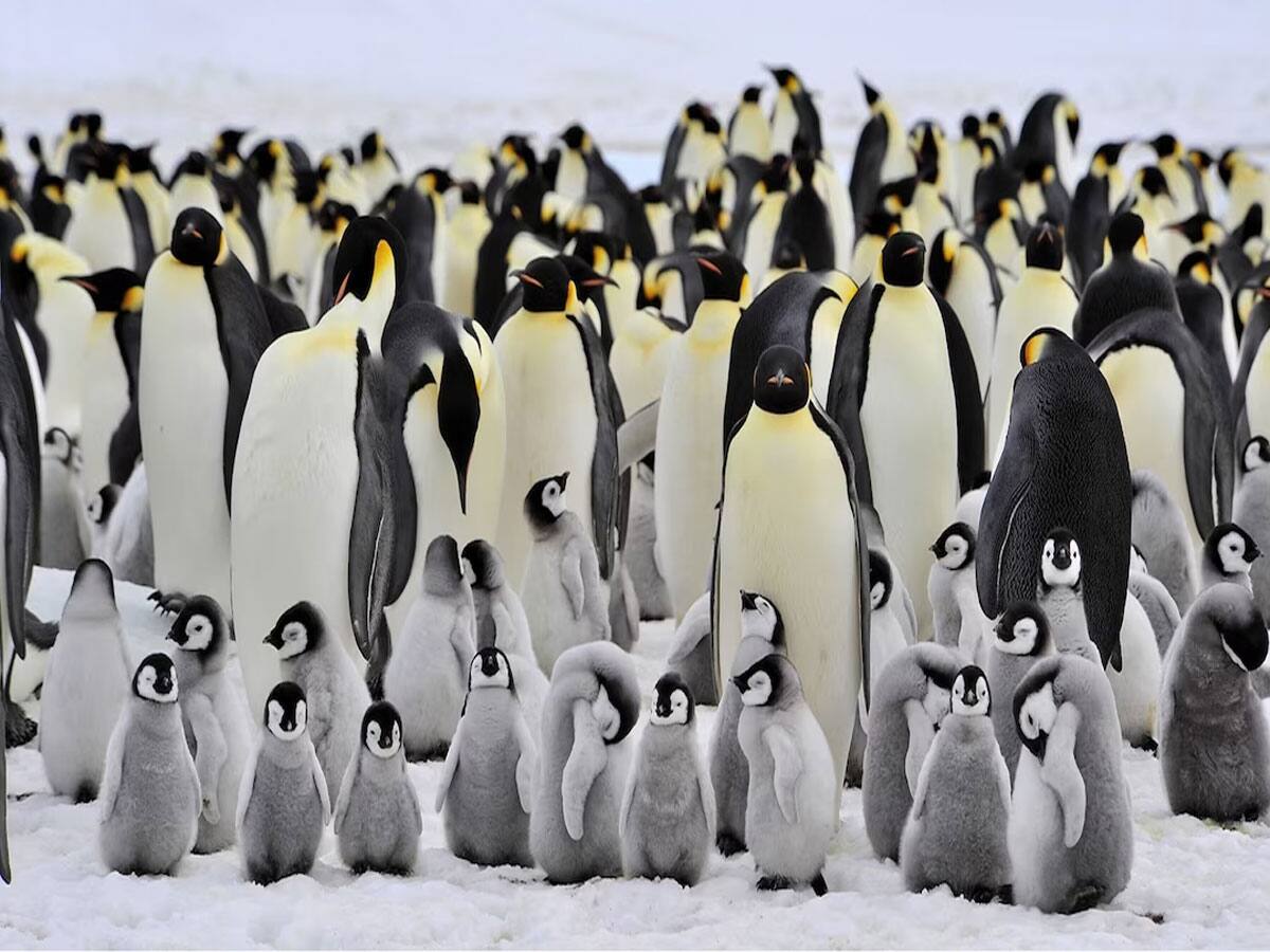 બરફના પહાડોની વચ્ચે કેવી રીતે રહેતું હશે પેંગ્વીન? બરફમાં કેમ નથી જામી જતા પેંગ્વીનના ઈંડા?