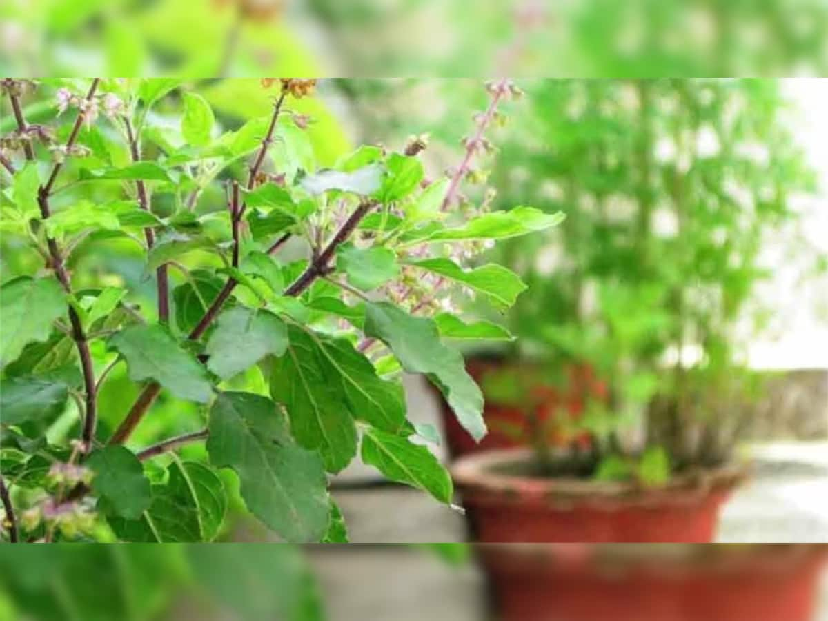 Tulsi Pujan Diwas: આ વિધિથી કરો તુલસીની પૂજા, ઘરમાં સુખ-સમૃદ્ધિની સાથે વધશે અઢળક ધન