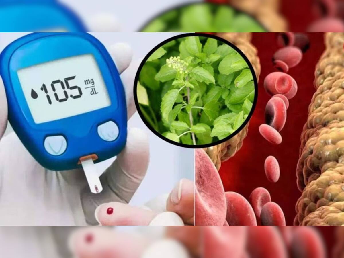 Diabetes અને Bad Cholesterol ના દુશ્મન છે આ પાન, રોજ સવારે ચાવીને ખાવાથી થાય છે ફાયદા