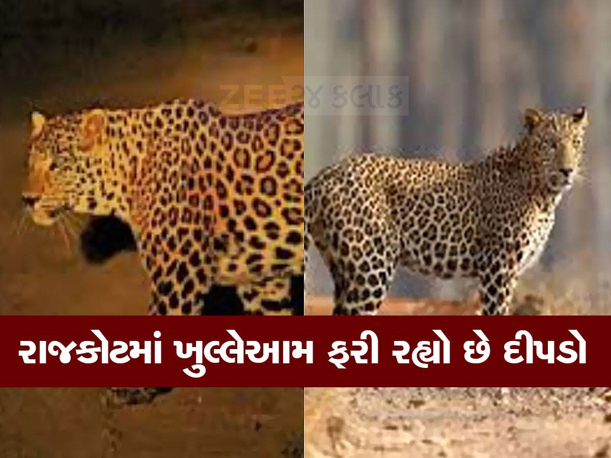 રાજકોટમાં રાતે એકલા બહાર નીકળતા નહિ : દીપડાના ડરથી વન વિભાગે આપી ચેતવણી