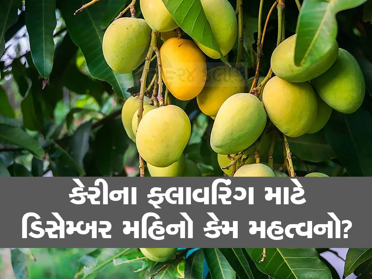 રસિકોને ઝટકો!  કેસર કેરી મોડી અને મોંઘી આવશે : આંબાના આરામનો ખેલ બગડ્યો  