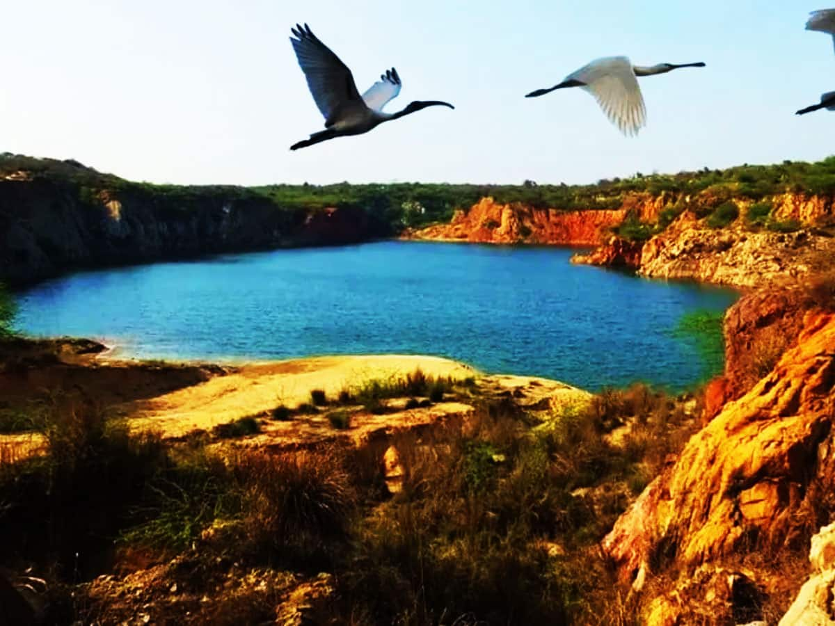 BIRD SANCTUARY: રાજધાનીની શાન છે આ 5 અભયારણ્ય! ઓખલા, આસોલા, નજફગઢ, નામ તો જુઓ