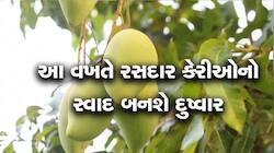 આ વર્ષે ગુજરાતમાં કેરીઓ જ ખાવા નહીં મળે; ખેડૂતોમાં ચિંતા, આંબા પર આમ્રમંજરી ના આવી!