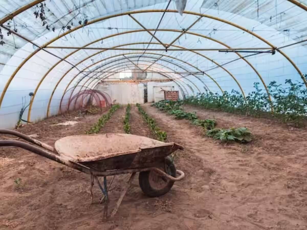 Farming Technique: આ નવી ટેકનિકથી કરો ખેતી, ખર્ચ ઘટશે, ઓછી મહેનતમાં મળશે સારૂ ઉત્પાદન