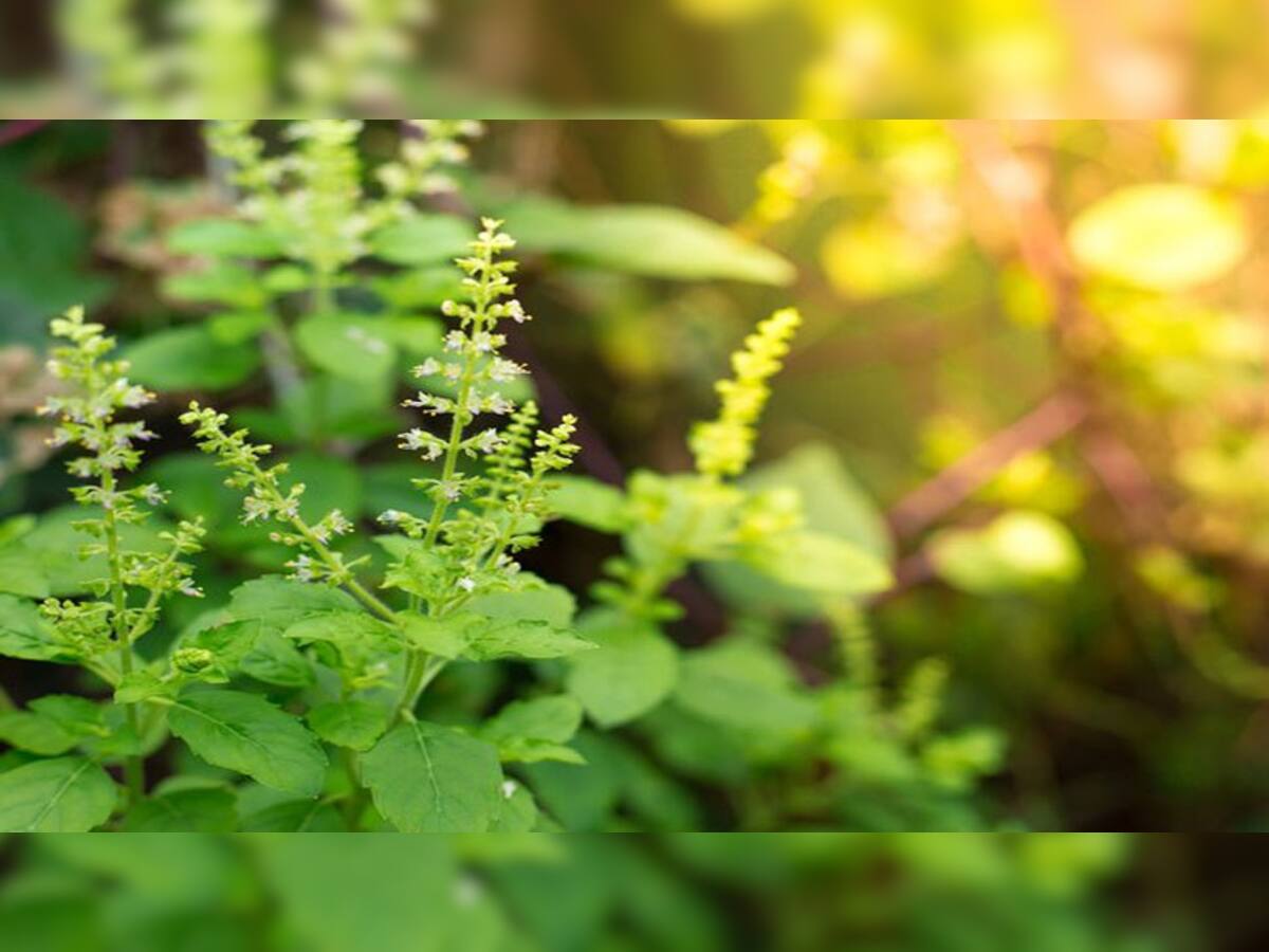 Tulsi Plant: તુલસીના છોડમાં જોવા મળતા આ 3 ફેરફાર ધનલાભ થવાનો હોય છે સંકેત, જીવનમાં વધે છે સુખ-સમૃદ્ધિ