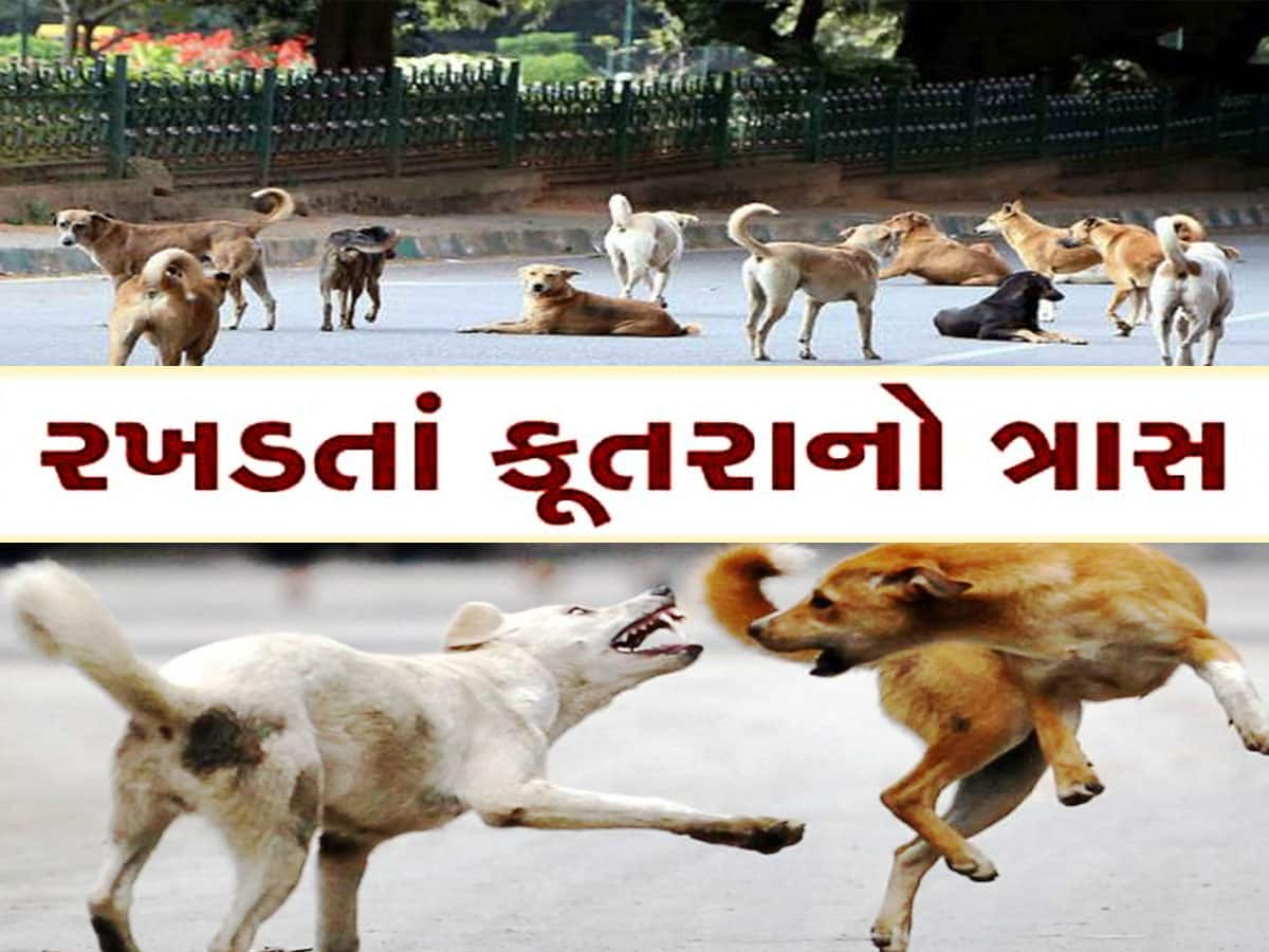 કૂતરા રમાડવાનો શોખ હોય તો સોસાયટી સાફ કરવાની તૈયારી રાખજો! જાણો કોર્ટનો ચુકાદો