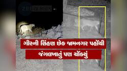જામનગરના ઈતિહાસમાં દોઢસો વર્ષમાં પહેલીવાર સિંહણ આવી, જંગલ ખાતાએ ઘટનાને અદભૂત ગણાવી