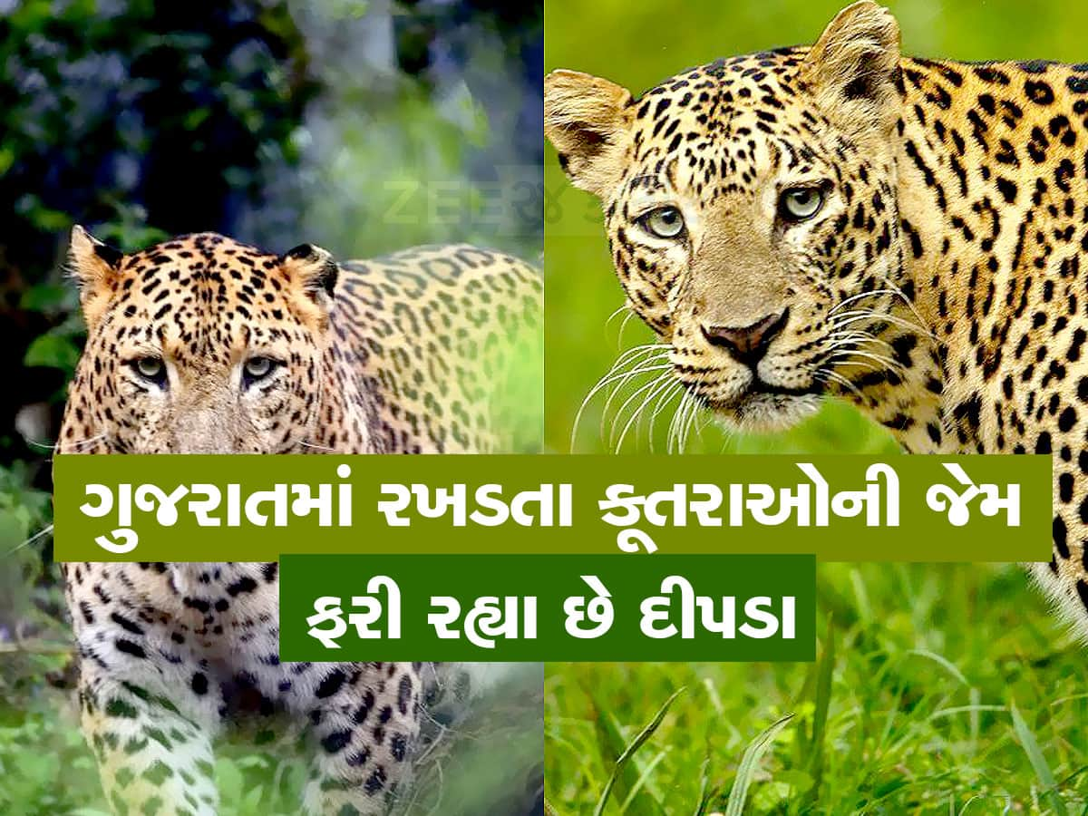 ગુજરાતના 31 જિલ્લામાં ફરે છે દીપડા : શહેરી વિસ્તારમાં આવી પડેલા દીપડાને પકડવા સરકારે બનાવ્યો એક્શન પ્લાન