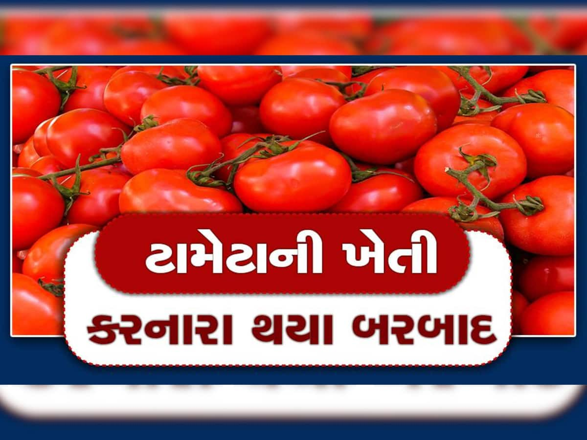 ગુજરાતમાં ખેડૂતોના હાથમાં આવેલો કોળિયો છીનવાયો! આ જિલ્લામાં મોટું નુકસાન, સ્થિતિ દયનીય