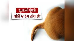 Dogs Tail : કૂતરાની પૂંછડી વાંકી જ કેમ હોય છે? એની પાછળ રહેલું છે ખાસ કારણ