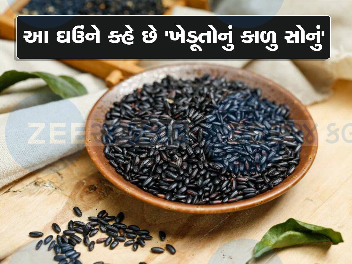 ઘઉંની ઘણી વેરાયટી જોઇ હશે પણ આ ઘઉં રોટલીની નહી ખાધી હોય! કિંમત છે 4 ગણી વધારે