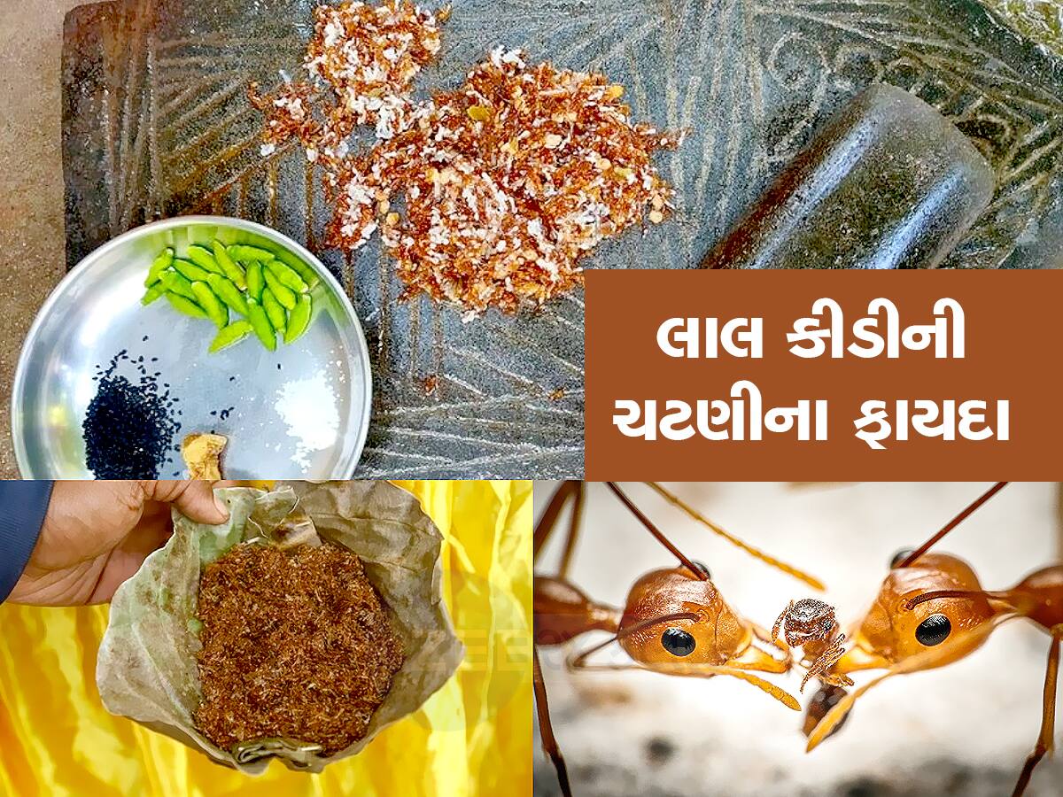 Red Ant Chutney: લાલ કીડીની મસાલેદાર ચટણી બની સુપરફૂડ, આ રાજ્યમાં સ્વાદના ચટકા લે છે લોકો