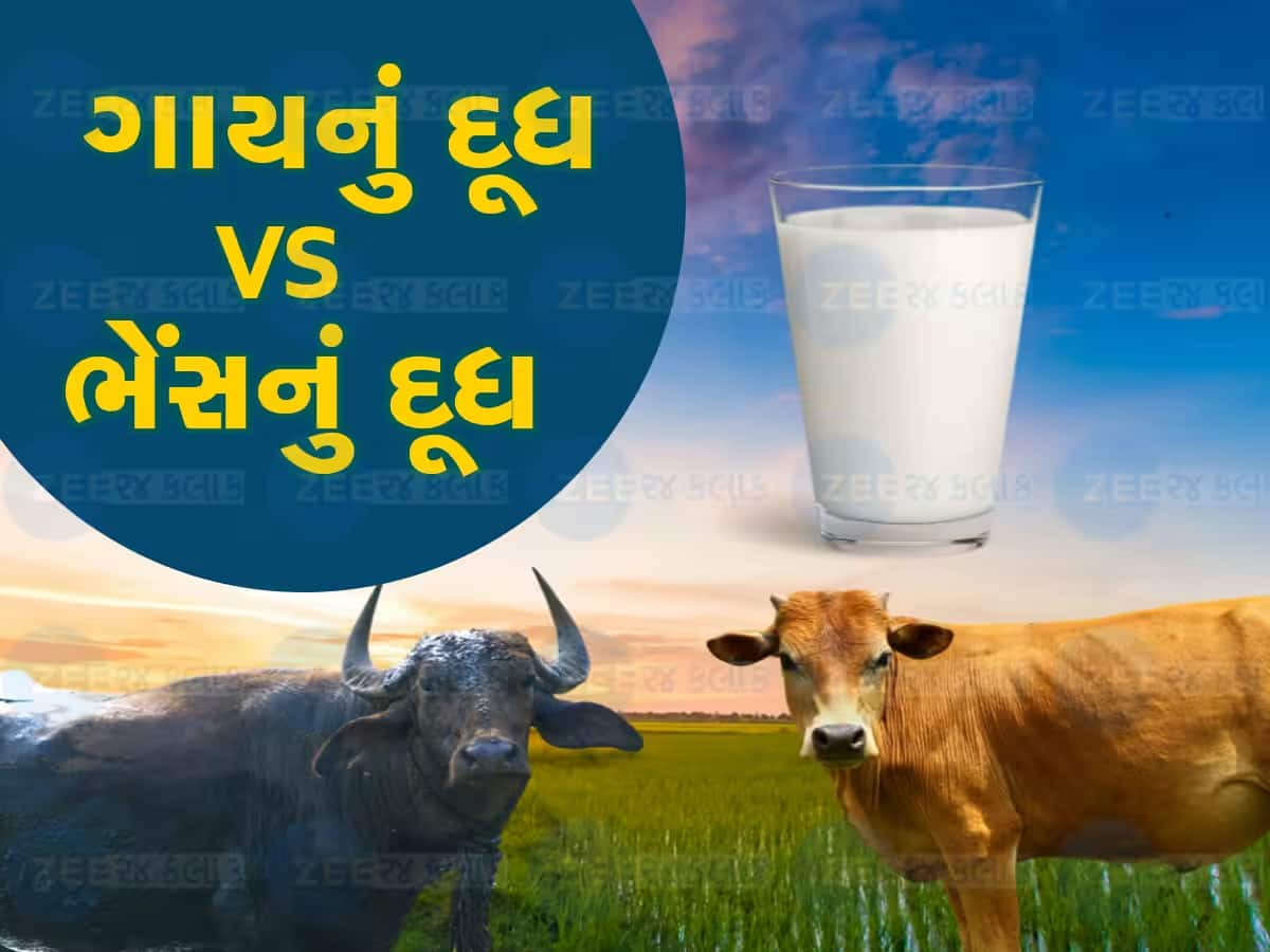 Milk Benefits: સ્વાસ્થ્ય માટે ભેંસનું દૂધ સારું કે ગાયનું દૂધ? આ રહ્યો તમારા સવાલનો જવાબ 