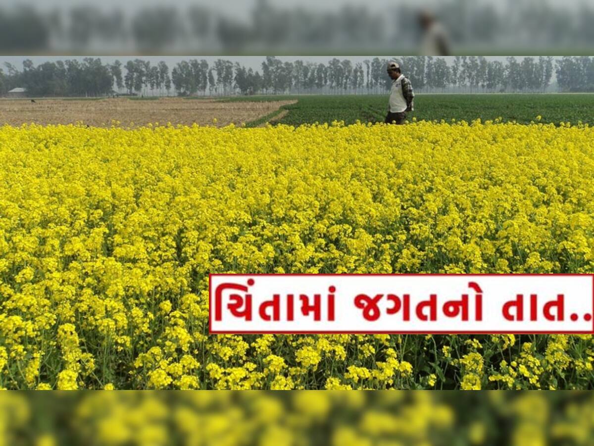ગુજરાતના ખેડૂતોના મોઢે આવેલ કોળિયો શું ફરી છીનવાશે? આ રોગ બર્બાદ કરી નાંખશે રાયડાનો પાક