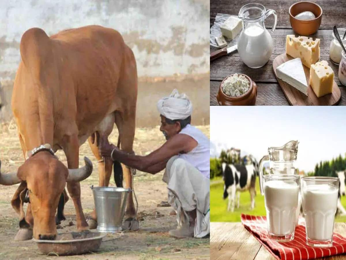 Benefits of Cow Milk: કેન્સરથી માંડીને આંખ માટે ફાયદાકારક છે ગાયનું દૂધ, હાર્ટ અને હાડકાં બનશે મજબૂત