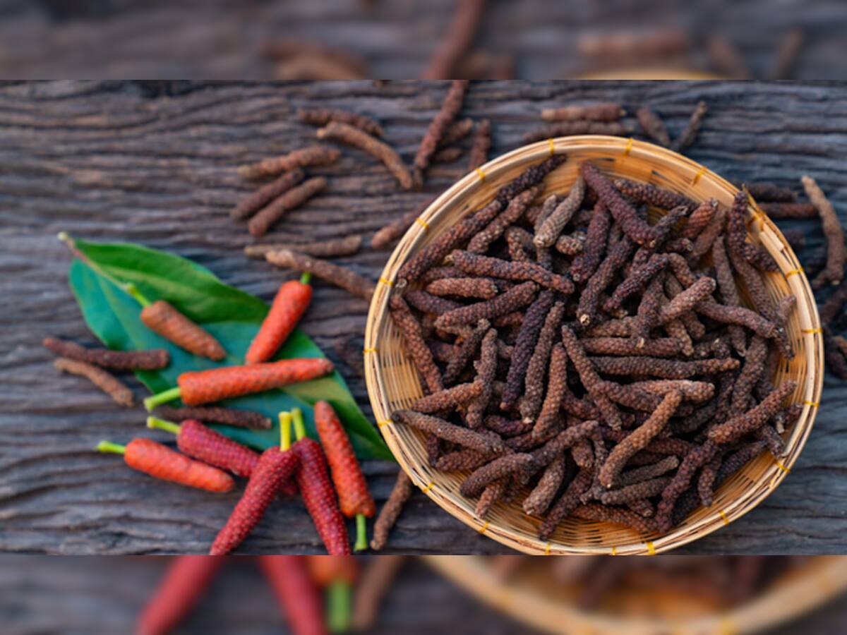 Long pepper: ઔષધીય ગુણોથી ભરપુર હોય છે પીપરી, શરદી-ઉધરસ સહિત આ બીમારી કરે છે દુર