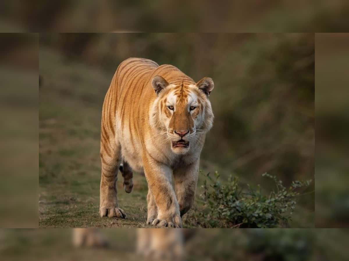 VIDEO: ભારતમાં જોવા મળ્યો દુર્લભ સોનેરી વાઘ, દેશના આ પ્રાણીને જોવા આખી દુનિયા છે પાગલ!