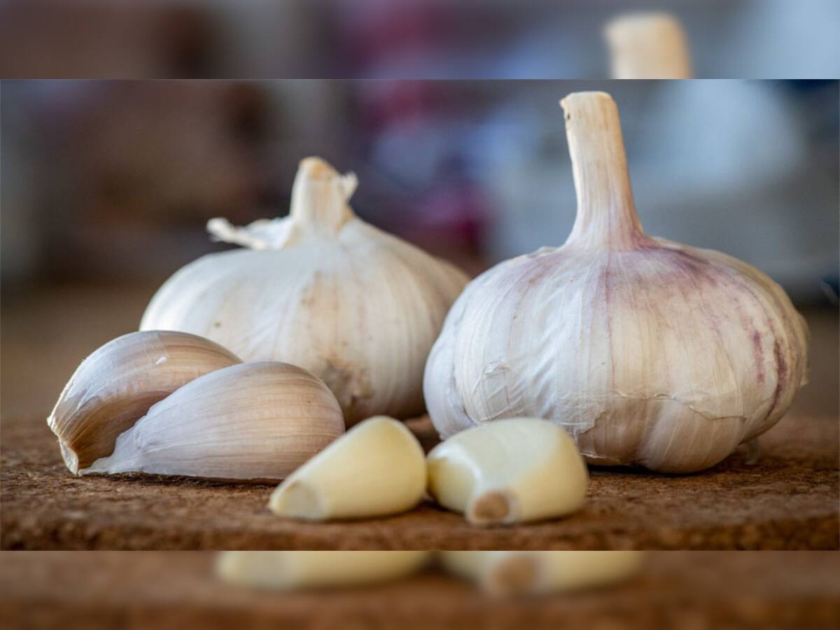 Garlic Benefits: શિયાળામાં રોગપ્રતિકારક શક્તિ વધારવાથી લઈ શરદી, ઉધરસ મટાડવાનું કામ કરે છે લસણ
