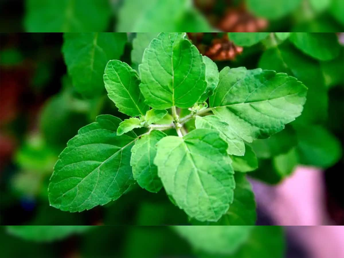 Tulsi Benefits: રોજ તુલસીના પાન ખાવાથી થાય છે અનેક લાભ, જાણો આયુર્વેદમાં દર્શાવેલા લાભ વિશે