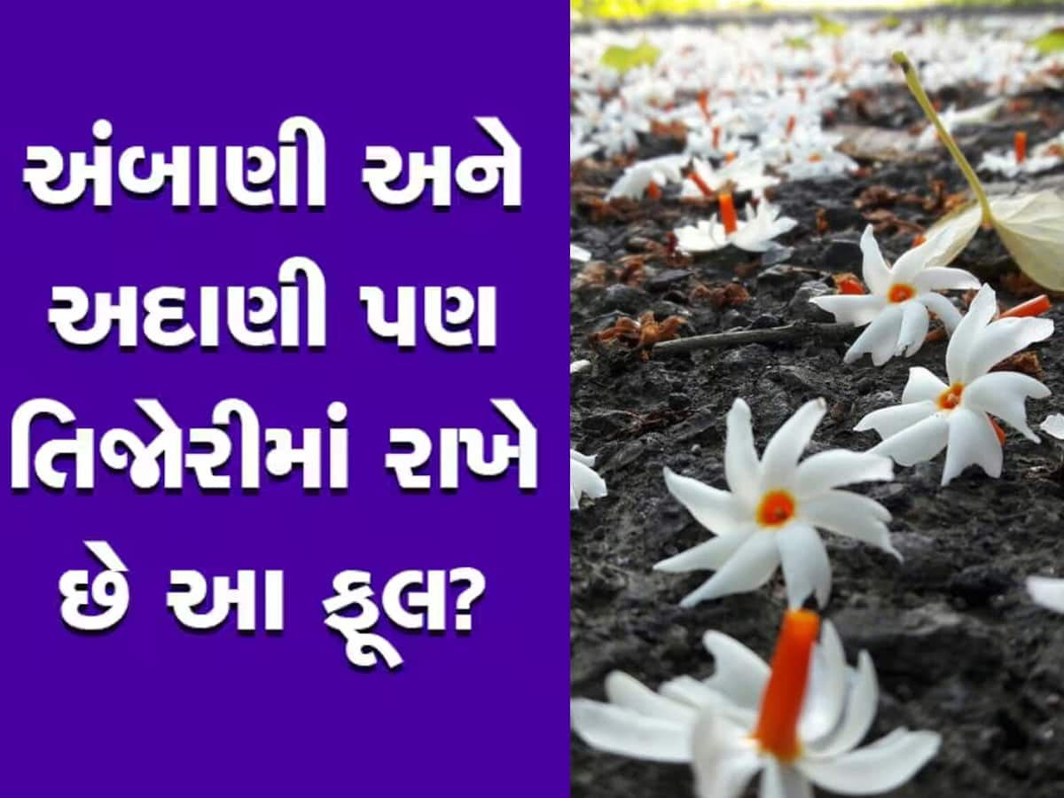 મોટા મોટા બિલેનિયર તિજોરીમાં રાખે છે હારસિંગારનું ફૂલ? આ ટોટકાના છે ચમત્કારી ફાયદા