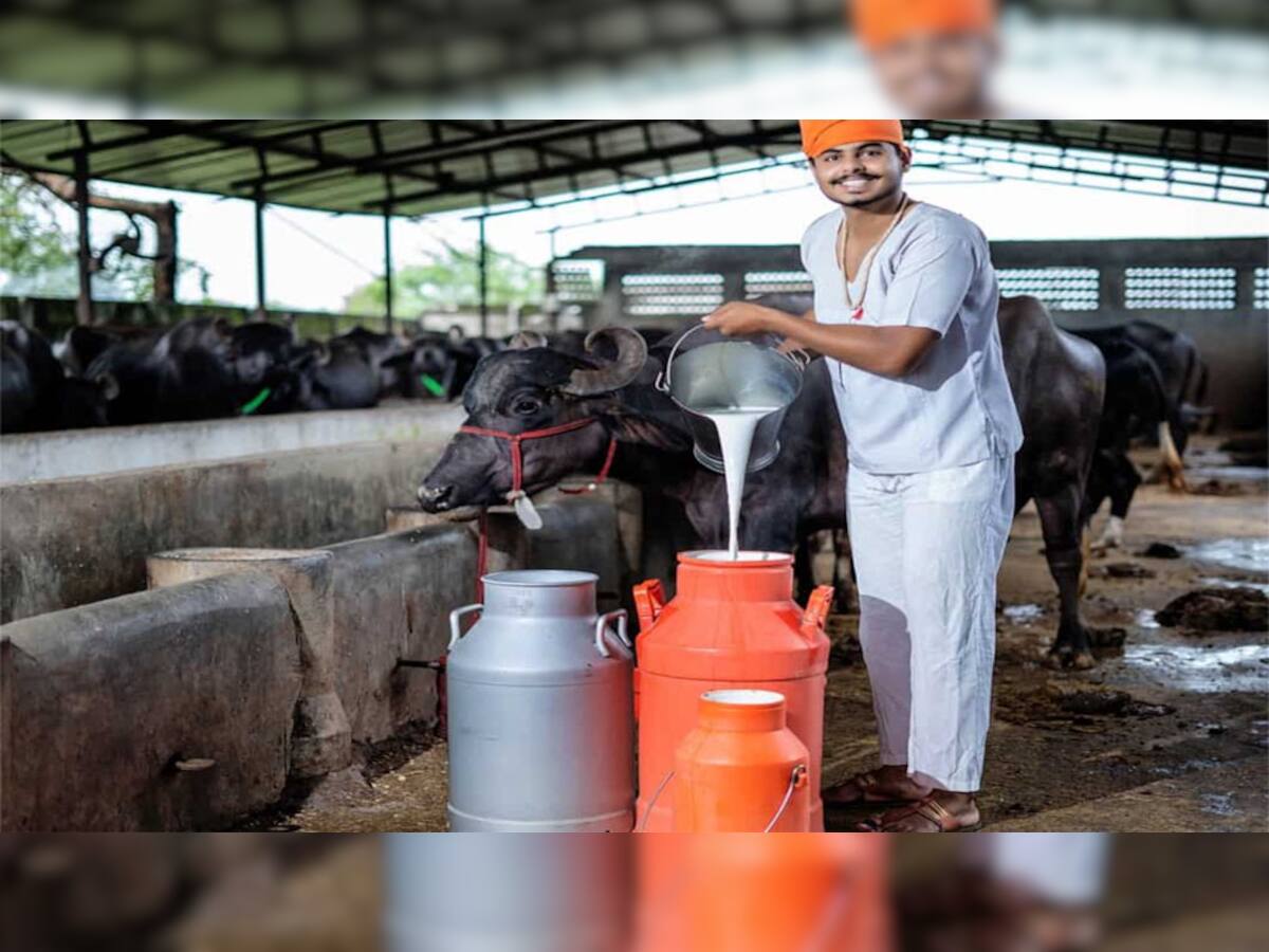 Animal Husbandry: ગાય અને ભેંસનું દૂધ ઉત્પાદન વધારવા માટે ઘરે જ બનાવો આ દવા, 10 દિવસમાં અસર દેખાશે