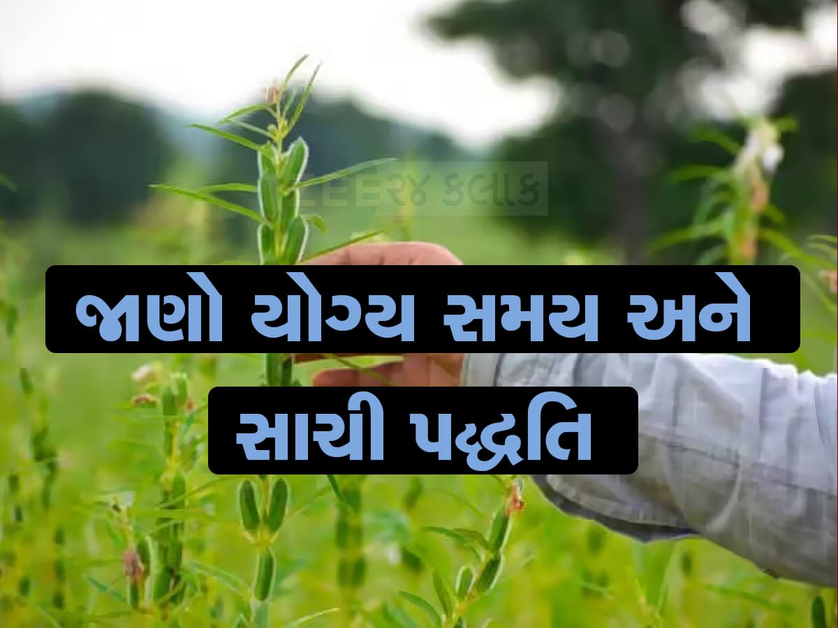 ઉનાળું તલની ખેતી કરી 'લાખોપતિ' બની શકે છે ખેડૂતો, આ રીતે વાવણી કરશો તો થશે ફાયદો