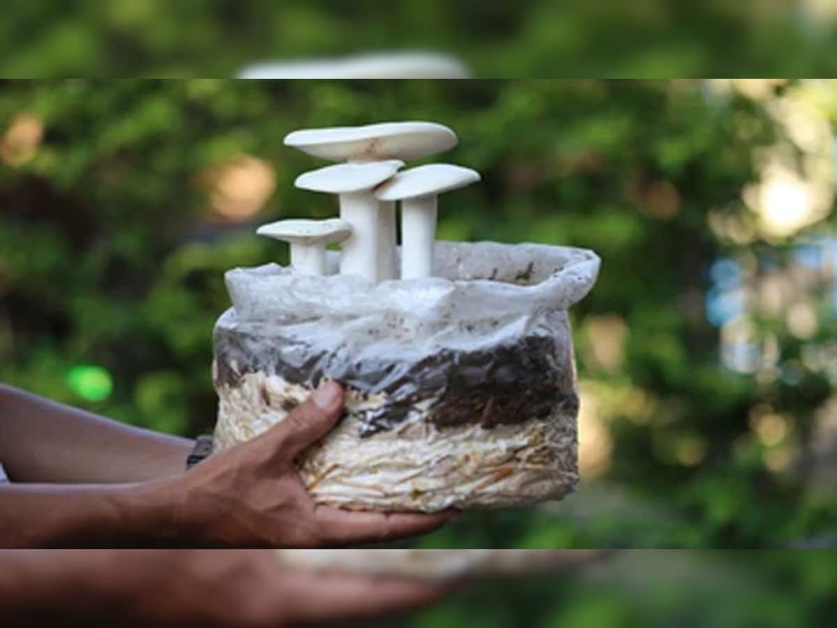 Milky Mushroom: માત્ર 15 રૂપિયાના ખર્ચે શરુ કરો મિલ્કી મશરૂમની ખેતી, તમને થશે 10 ગણો નફો