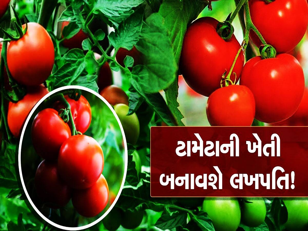 એન્જિનિયરિંગની નોકરી છોડી શરૂ કરી ટમેટાંની ખેતી, હવે બેઠાંબેઠાં છાપે છે લાખો રૂપિયા