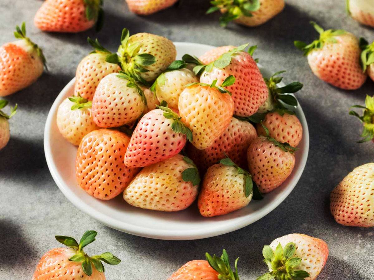 સફેદ સ્ટ્રોબેરી : ભારતમાં વાવણી માટે આ ખેડૂતની લેવી પડશે પરમિશન, થાય છે છ ઘણું ઉત્પાદન