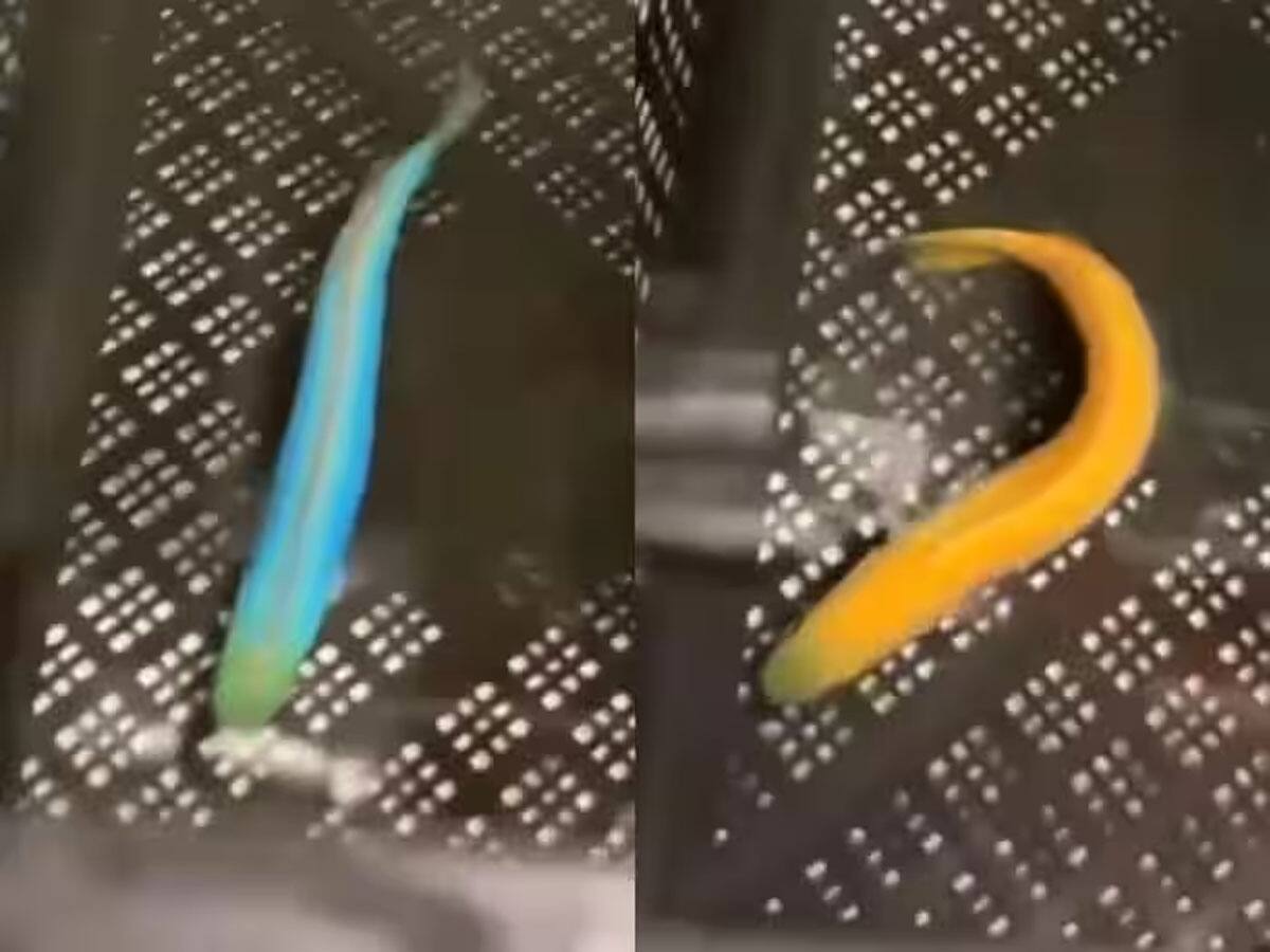 Rare Video : રંગ બદલવામાં તો કાચીંડાની પણ ઉસ્તાદ છે આ માછલી, વીડિયો જોઈ દંગ રહી જશો