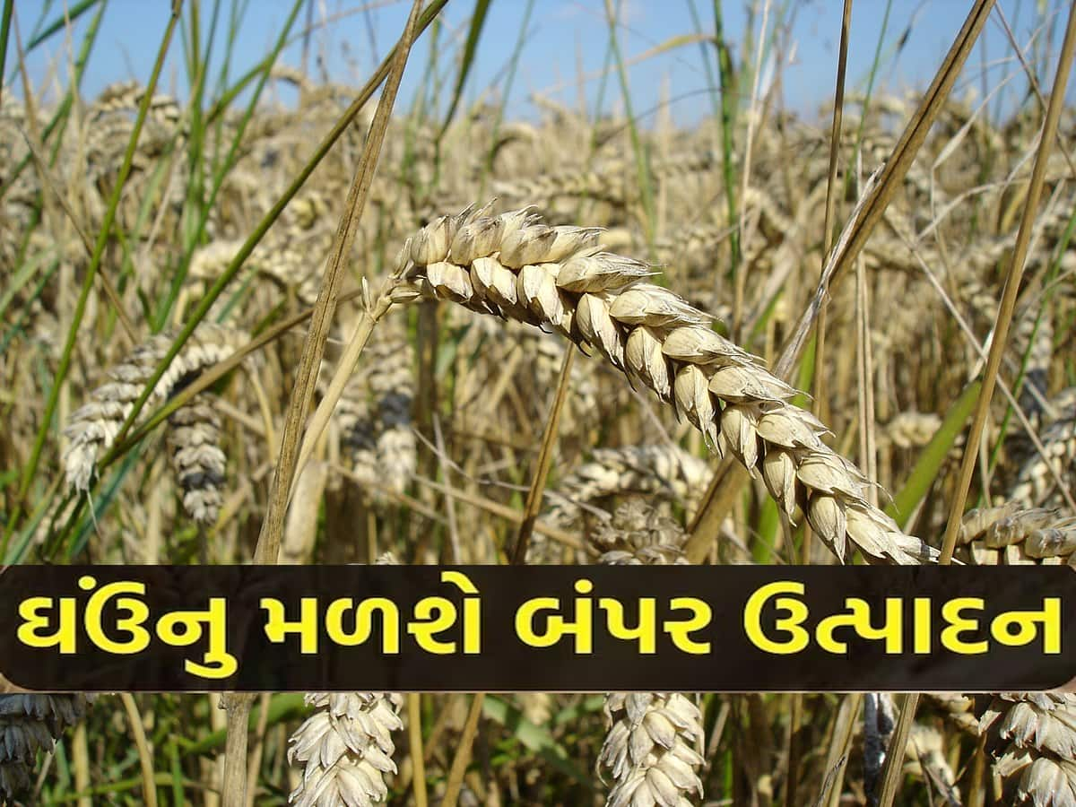 Wheat Production: ઘઉંની ખેતી કરનાર ખેડૂતો માટે મોટા ખુશખબર; કૃષિ મંત્રીએ બનાવ્યો નવો પ્લાન