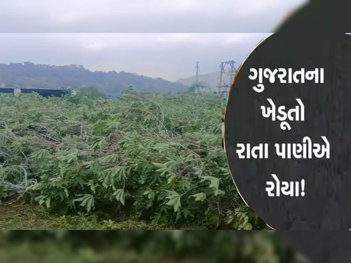 પાટણના ખેડૂતોમાં ચિંતાનું મોજું ફરી વળ્યું, વાતાવરણમાં ફેરફારના કારણે આ પાકનો ફાલ ખરવા લાગ્યો!