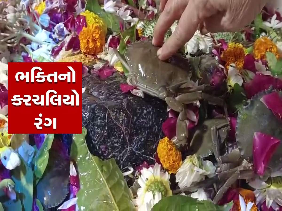ગુજરાતનું અનોખું મંદિર : હાથમાં જીવતો કચરલો પકડીને શિવલિંગ પર ચઢાવે છે ભક્તો 