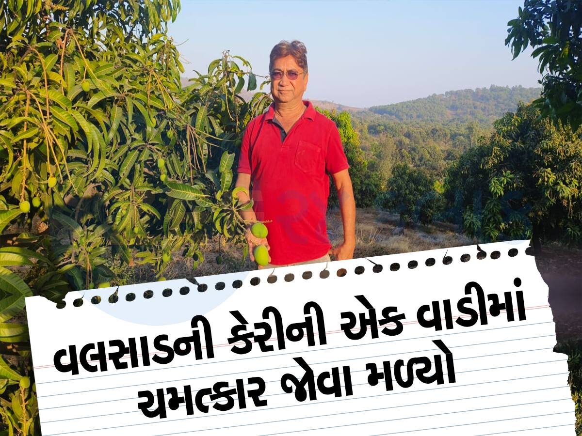 ગુજરાતના પ્રગતિશીલ ખેડૂતે એવો તો શું જાદુ કર્યો કે, ભરશિયાળે આંબા પર કેરીઓ આવી 