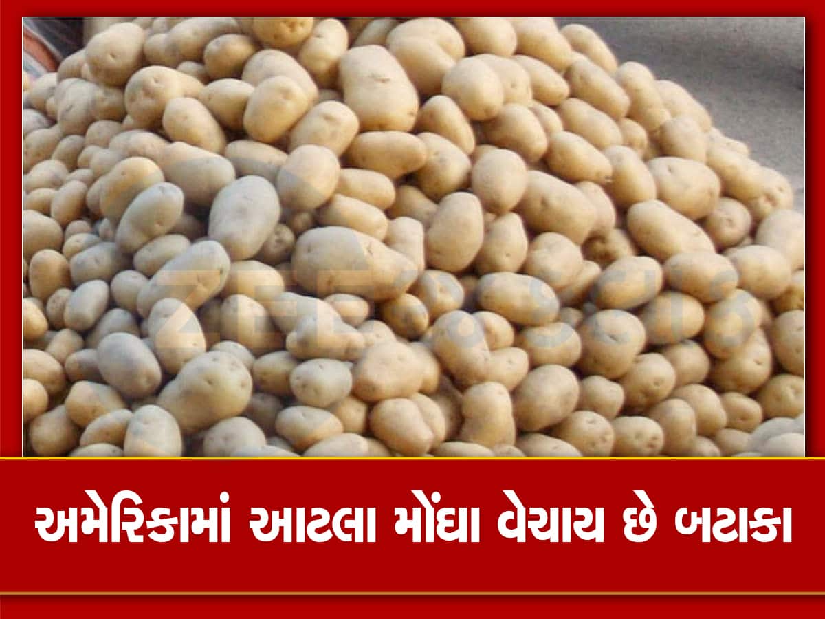 Potato price in america know how much it is costly from india