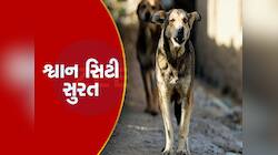સુરતની ગલીઓ ચાર પગનો આતંક, સુરતીઓને ઘરની બહાર નીકળવાનો લાગી રહ્યો છે ડર!