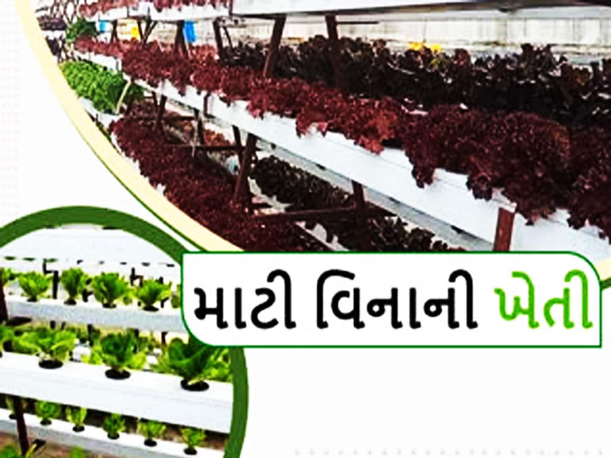 Agriculture: હવે ખેતી માટે નહીં પડે માટીની જરૂર! આ હાઈટેક ખેતી ખેડૂતને બનાવશે ધનકુબેર!