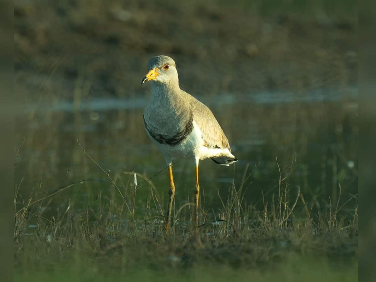 Forest minister shares visuals of rare bird spotted for the first time in Gujarat