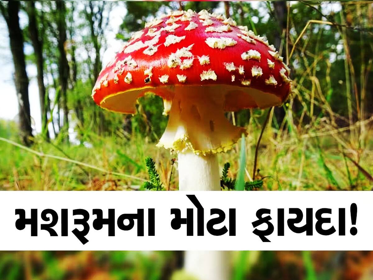 વજન ઘટાડવું હોય કે એનર્જી વધારવી હોય, રામબાણ સાબિત થશે આ વસ્તુનું સેવન