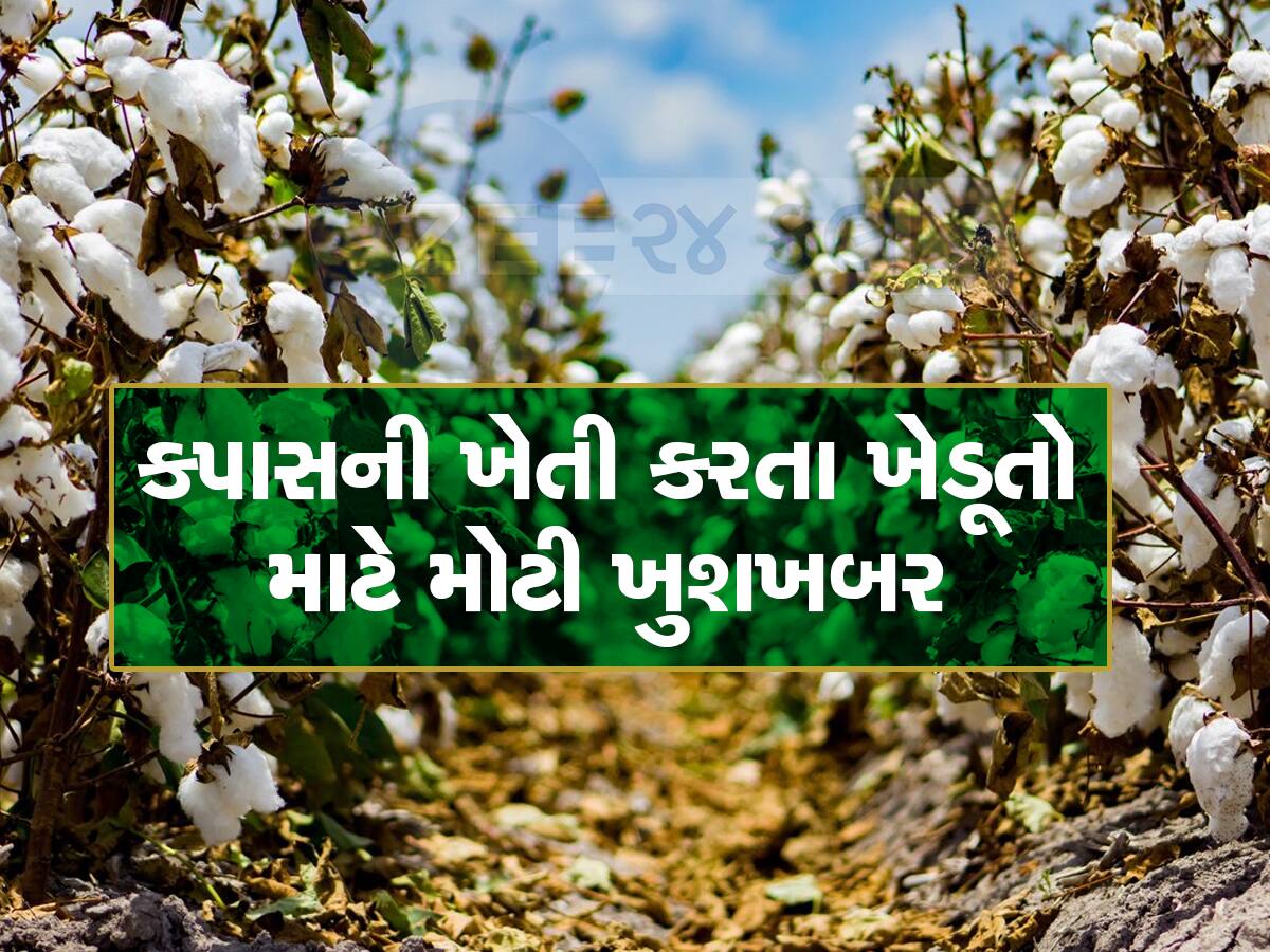 Cotton Price : ગુજરાતમાં આ ખેતી કરનારા ખેડૂતો પાક વેચવામાં ઉતાવળ ન કરતા, માલામાલ થાય તેવો ભાવ ભવિષ્યમાં બોલાશે