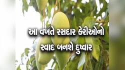 આ વર્ષે કેરીની મજા ફિકકી પડશે! 60 ટકા આંબાવાડીઓમાં યોગ્ય રીતે આમ્રમંજરી ફૂટી નથી