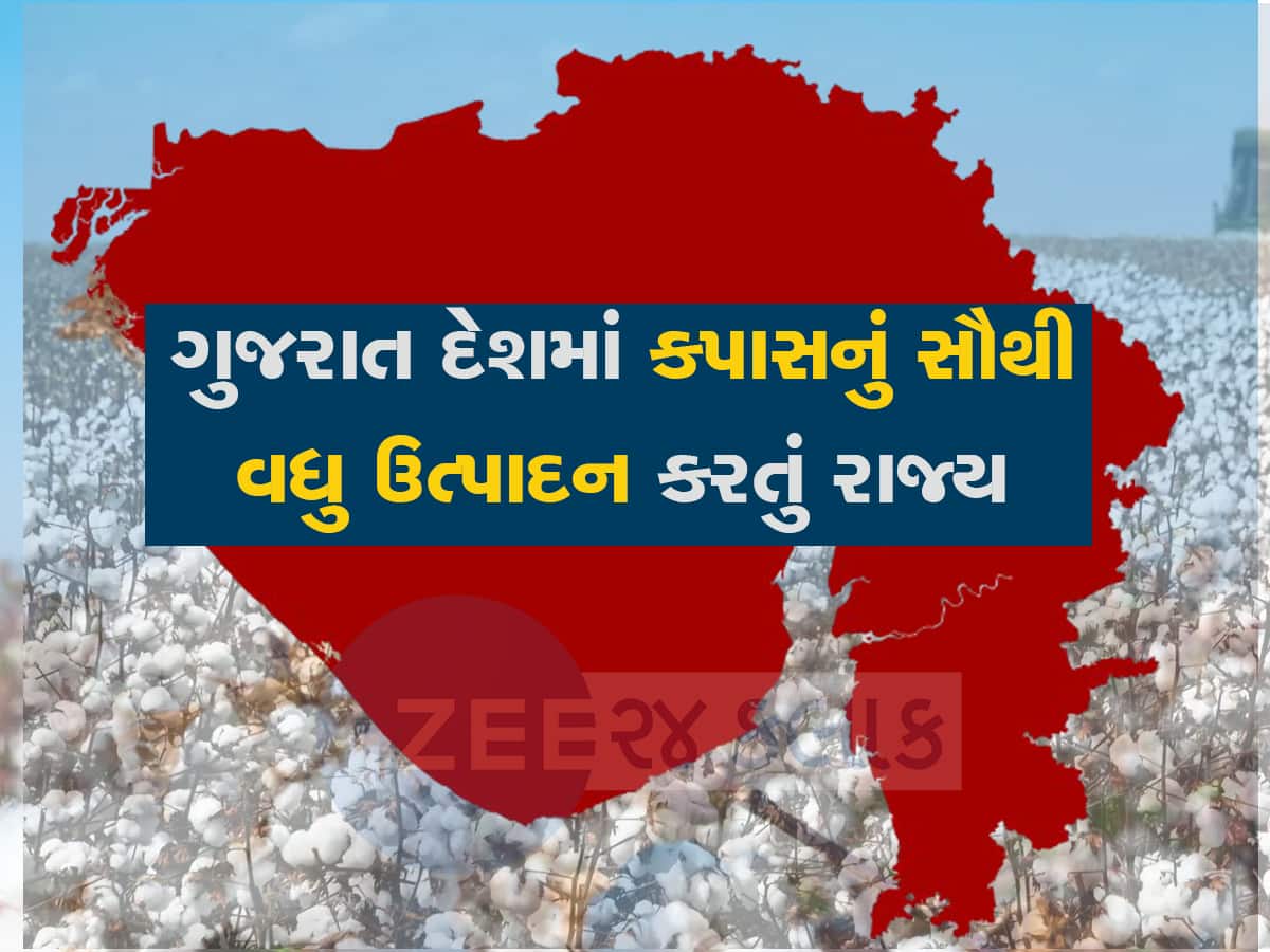 Cotton Price: કપાસના ઉત્પાદનમાં ગુજરાતનો વાગે છે ડંકો, રૂના આ કારણે વધશે ભાવ, જબરદસ્ત તેજી