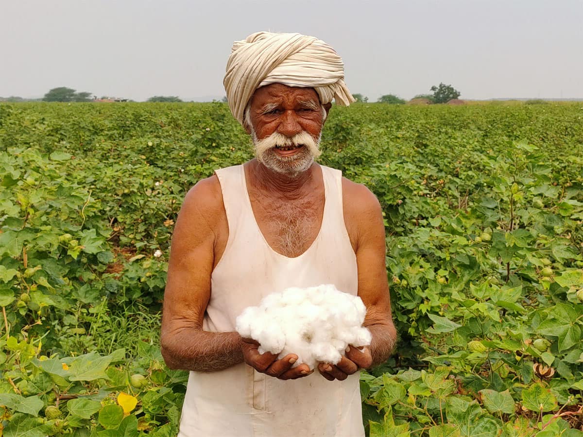 ગુજરાતના ખેડૂતોએ રેકોર્ડ સર્જ્યો : ચાર મહિનામાં જ અડધી સીઝનનો કપાસનો પાક બજારમાં ઉતાર્યો 