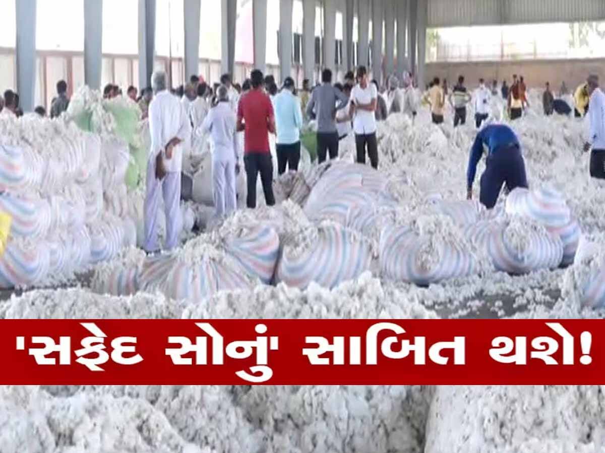 Cotton Market Rate in Gujarat: ગુજરાતમાં કપાસના ભાવ ટેકાથી પણ વધારે, જાણી લો કયા માર્કેટમાં કેટલો છે આજે ભાવ