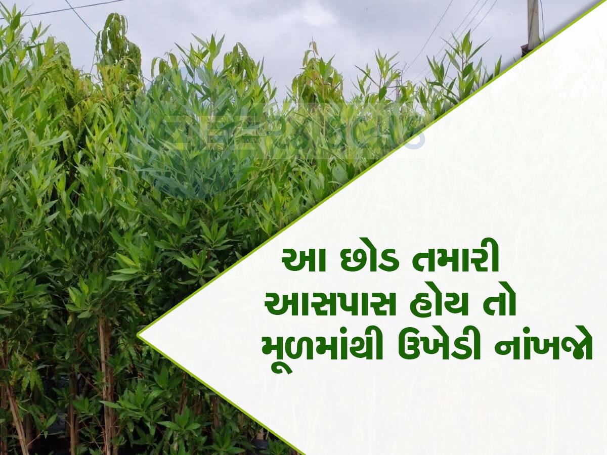 ગુજરાતમાં બીજી મહામારી લાવી શકે છે આ રાક્ષસી છોડ, ગાંધીનગરના કિસ્સાથી ચેતી જવા જેવું છે 
