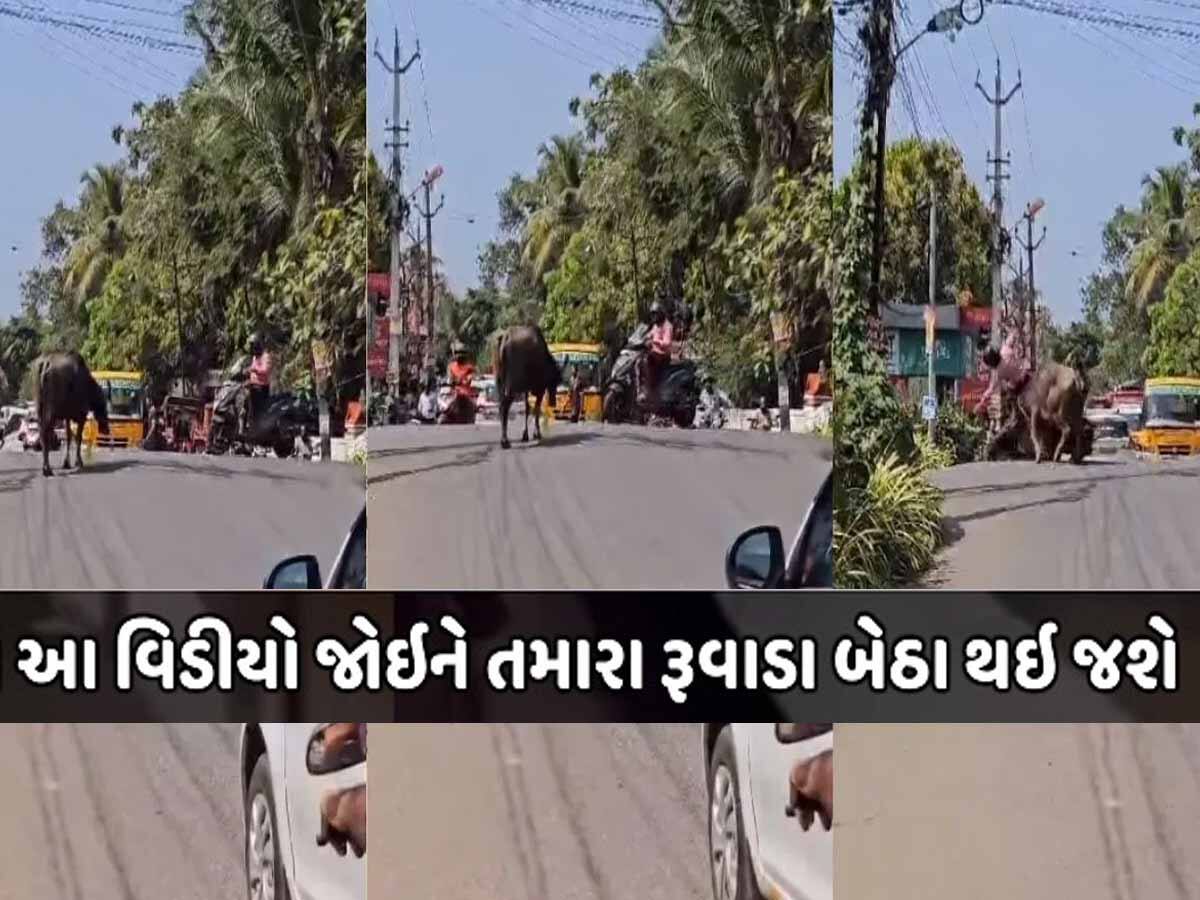 VIDEO: સ્કૂટર સવાર પર ભેંસ ત્રાટકી, કબાડ બનાવી દીધું, જો જો તમારા ના થાય હાલ આવા