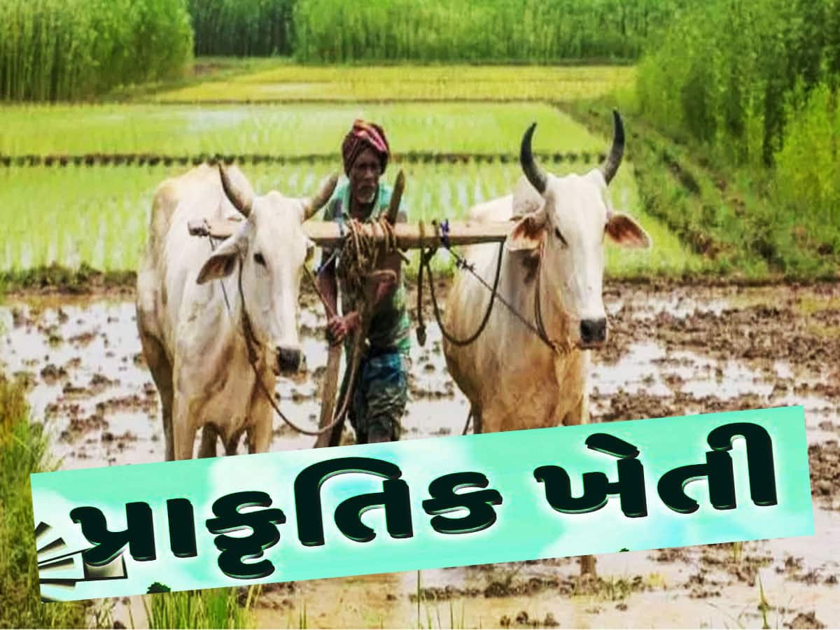 ગુજરાતના 9 લાખ ખેડૂતોએ અપનાવી પ્રાકૃતિક ખેતી, જાણો કેમ પ્રાકૃતિક ખેતી તરફ વળ્યાં ખેડૂતો