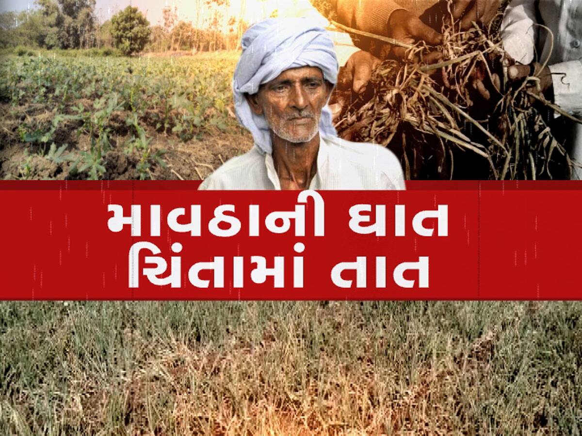 કમોસમી માવઠું : ગુજરાતના આ જિલ્લાના કેરીના ખેડૂતોની પથારી ફરી ગઈ, આ પાકોની પણ હાલત ખરાબ