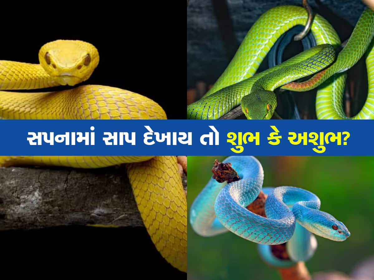 શું તમને પણ વારંવાર સપનામાં દેખાય છે સાપ, આ પ્રકારનું સપનું આપે છે ખરાબ ઘટનાના સંકેત